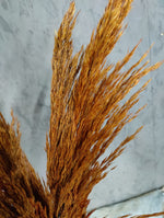 Droogbloemen Pampas bruin