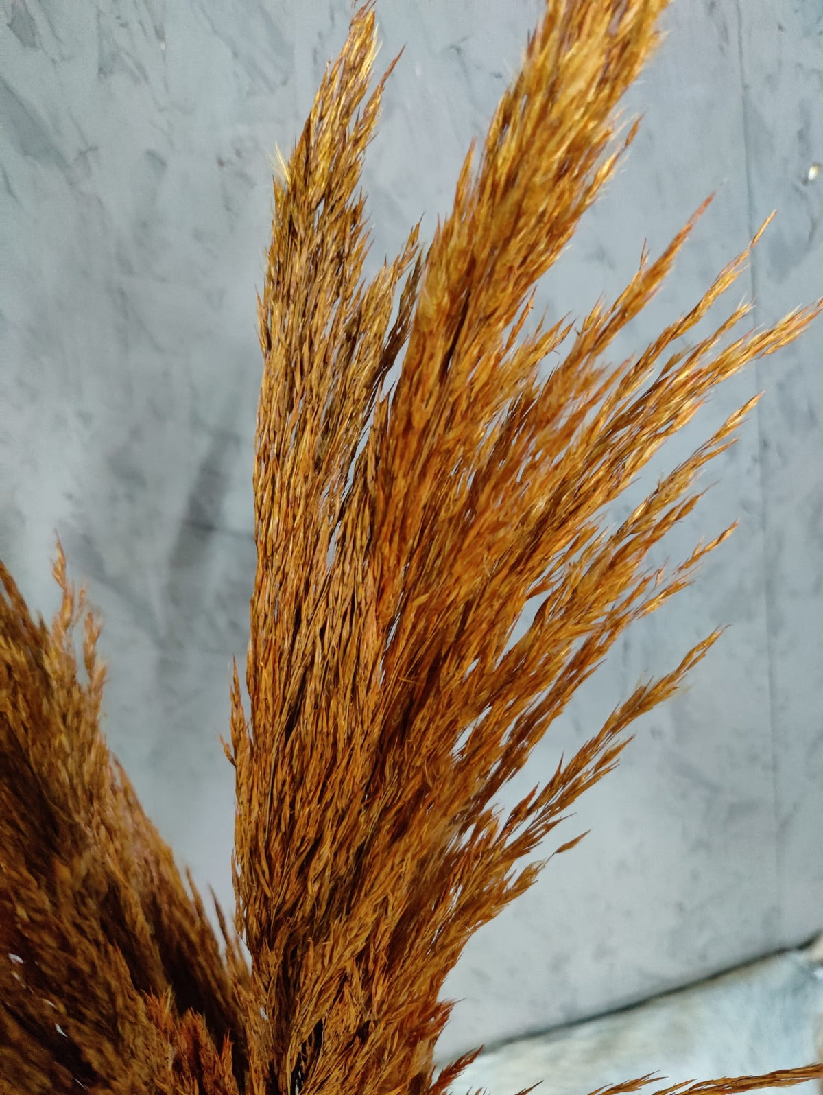 Droogbloemen Pampas bruin