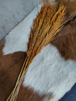 Droogbloemen Pampas bruin