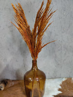Droogbloemen Pampas bruin