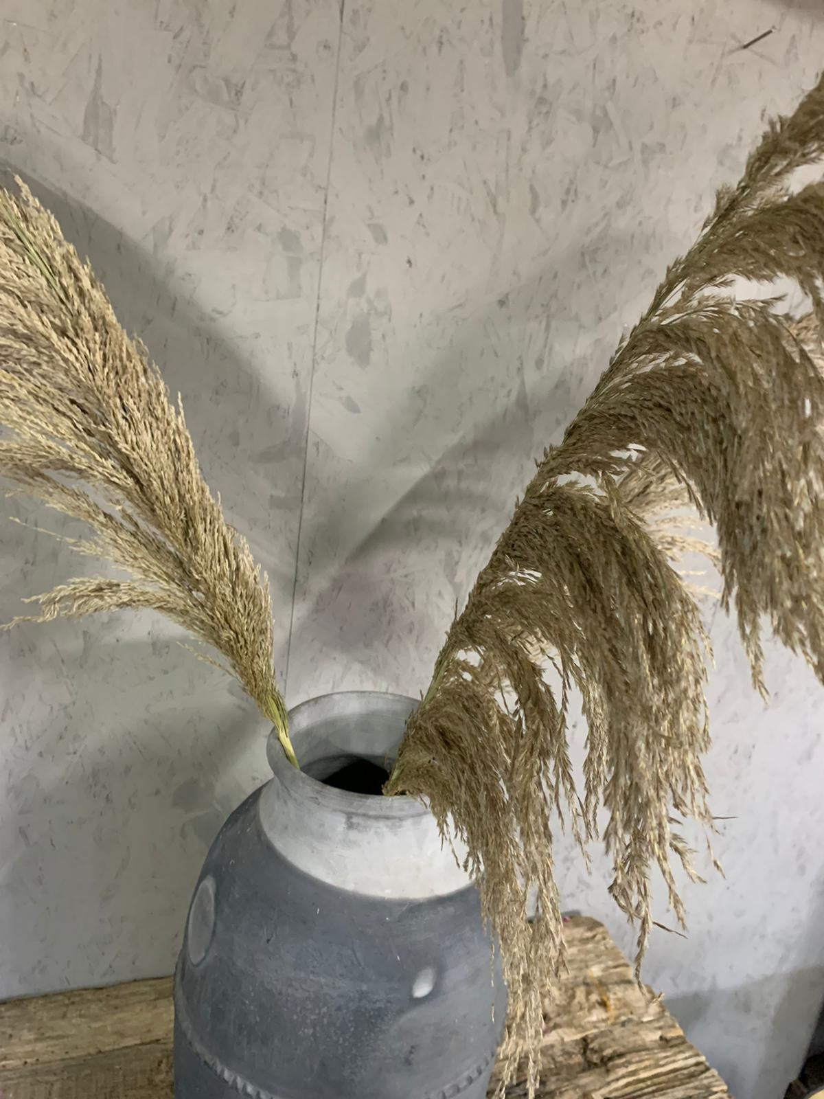 Droogbloemen Pampas naturel XL