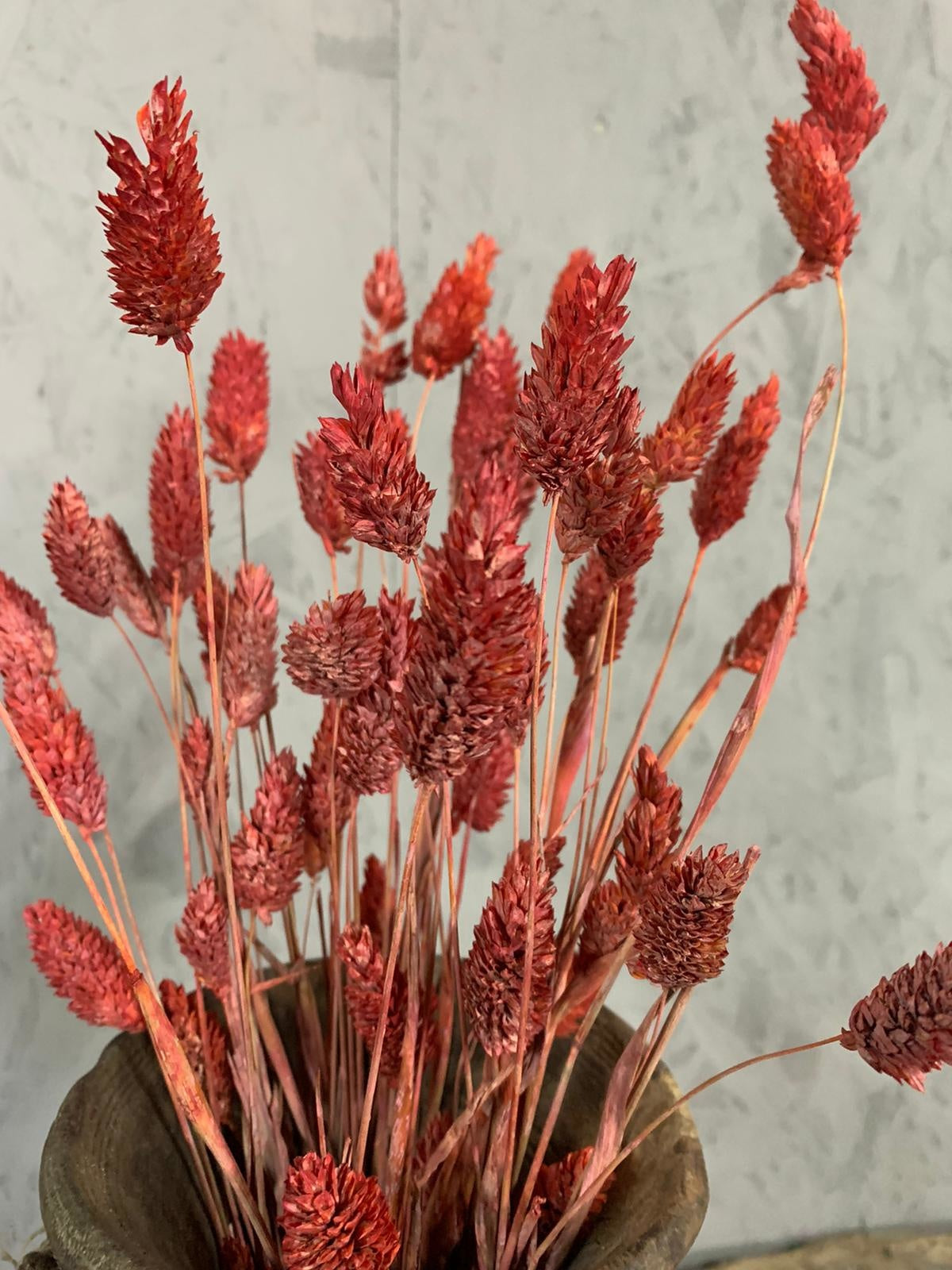 Droogbloemen Phalaris