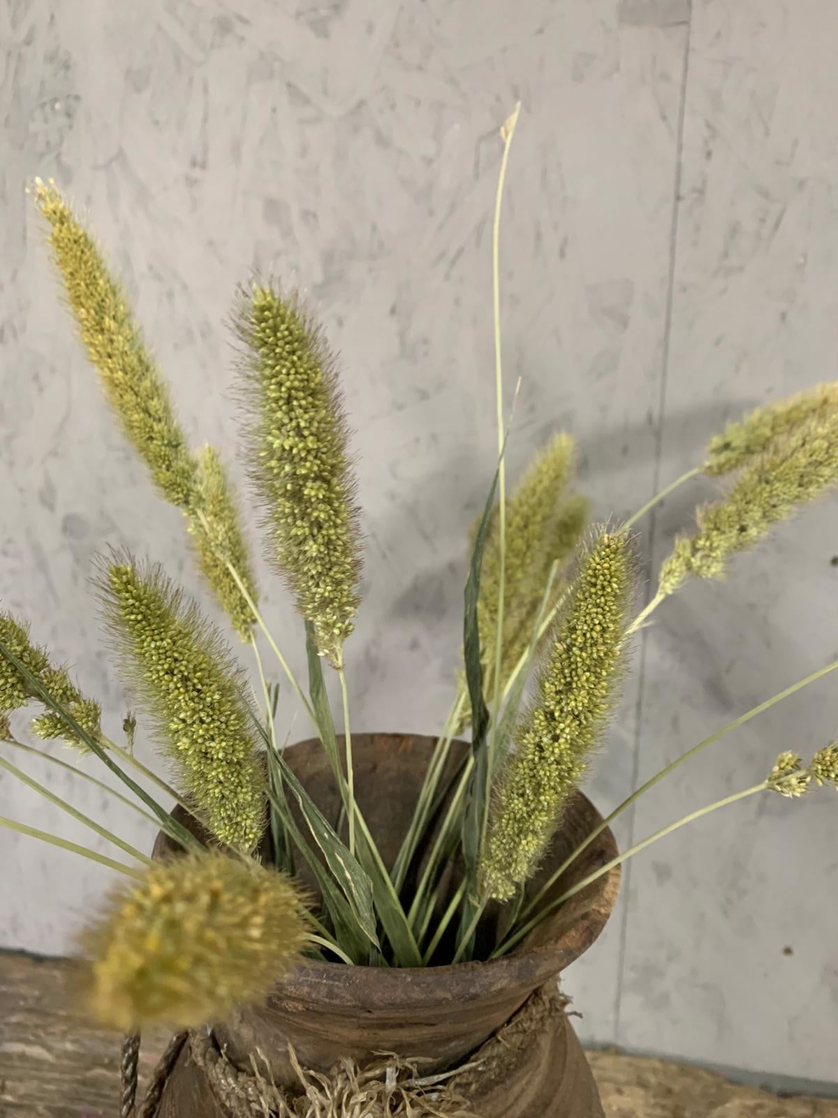 Droogbloemen Setaria