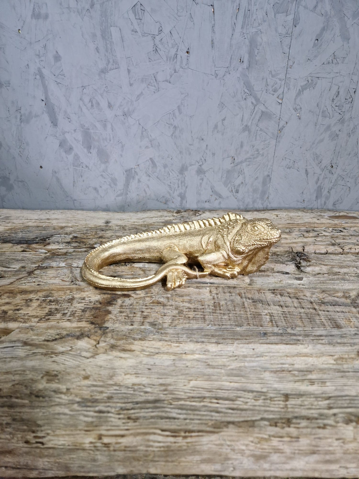 Lizzard Japie