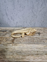 Lizzard Japie