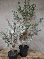 Tree Larix Grey Green 80 cm