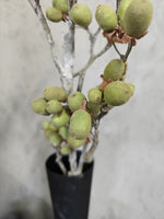 Zijden bloem Alnus Grande Ant. Green 92cm - Brynxz