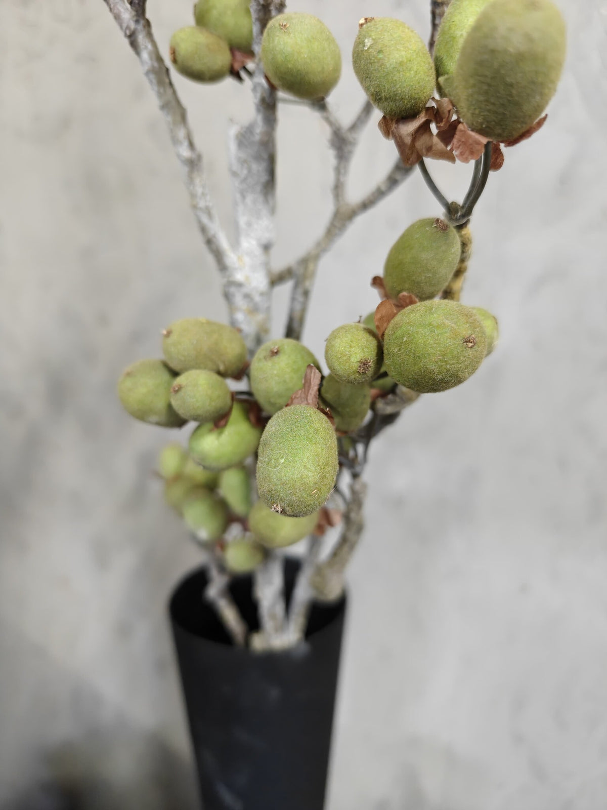 Zijden bloem Alnus Grande Ant. Green 92cm - Brynxz