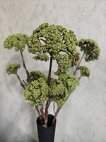 Zijden bloem Sedum Spray Green 85cm - Brynxz