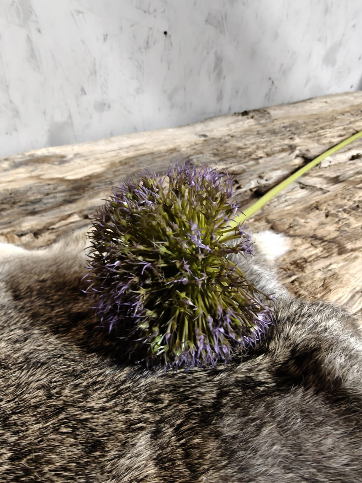 Zijden bloem Allium Spring's Perfect Grande Purple Blue 75cm - Brynxz