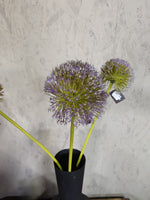 Zijden bloem Allium Spring's Perfect Grande Purple Blue 75cm - Brynxz
